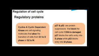 Cell Cycle.pptx