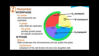 Cell Cycle.pptx