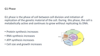 G1 Phase
G1 phase is the phase of cell between cell division and initiation of
replication of the genetic material of the cell. During this phase, the cell is
metabolically active and continues to grow without replicating its DNA.
• Protein synthesis increases
• RNA synthesis increases
• ATP synthesis increases
• Cell size and growth increases
 
