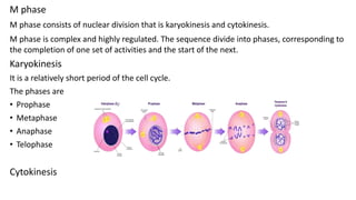 M phase
M phase consists of nuclear division that is karyokinesis and cytokinesis.
M phase is complex and highly regulated. The sequence divide into phases, corresponding to
the completion of one set of activities and the start of the next.
Karyokinesis
It is a relatively short period of the cell cycle.
The phases are
• Prophase
• Metaphase
• Anaphase
• Telophase
Cytokinesis
 