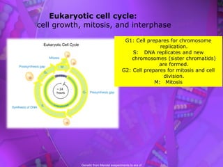 cell cycle.pdf