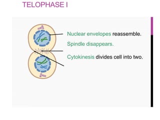 cell cycle.pptx