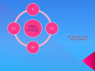 CELL
CYCLE
S
G2
M
G1
 