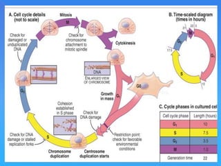 CELL CYCLE .ppt