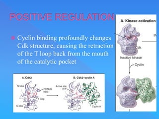CELL CYCLE .ppt