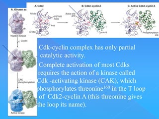 CELL CYCLE .ppt