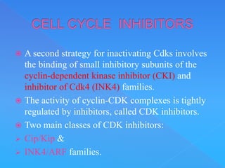 CELL CYCLE .ppt