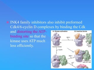 CELL CYCLE .ppt