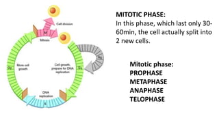 CELL CYCLE.pptx