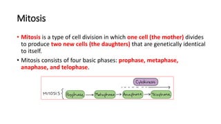 Mitosis
• Mitosis is a type of cell division in which one cell (the mother) divides
to produce two new cells (the daughters) that are genetically identical
to itself.
• Mitosis consists of four basic phases: prophase, metaphase,
anaphase, and telophase.
 