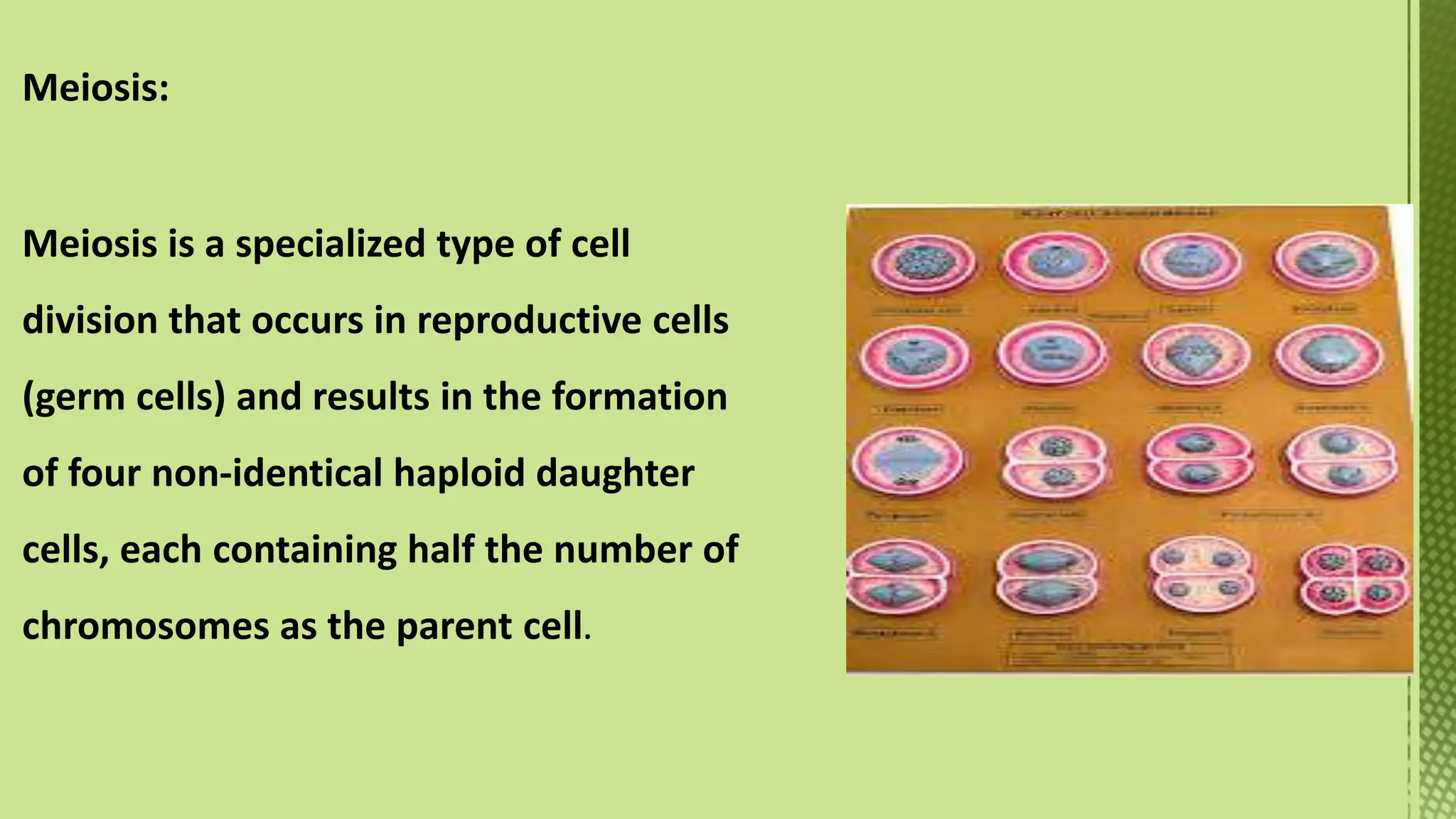 Phases of Cell Cycle-XI Biology -Tarini.pptx