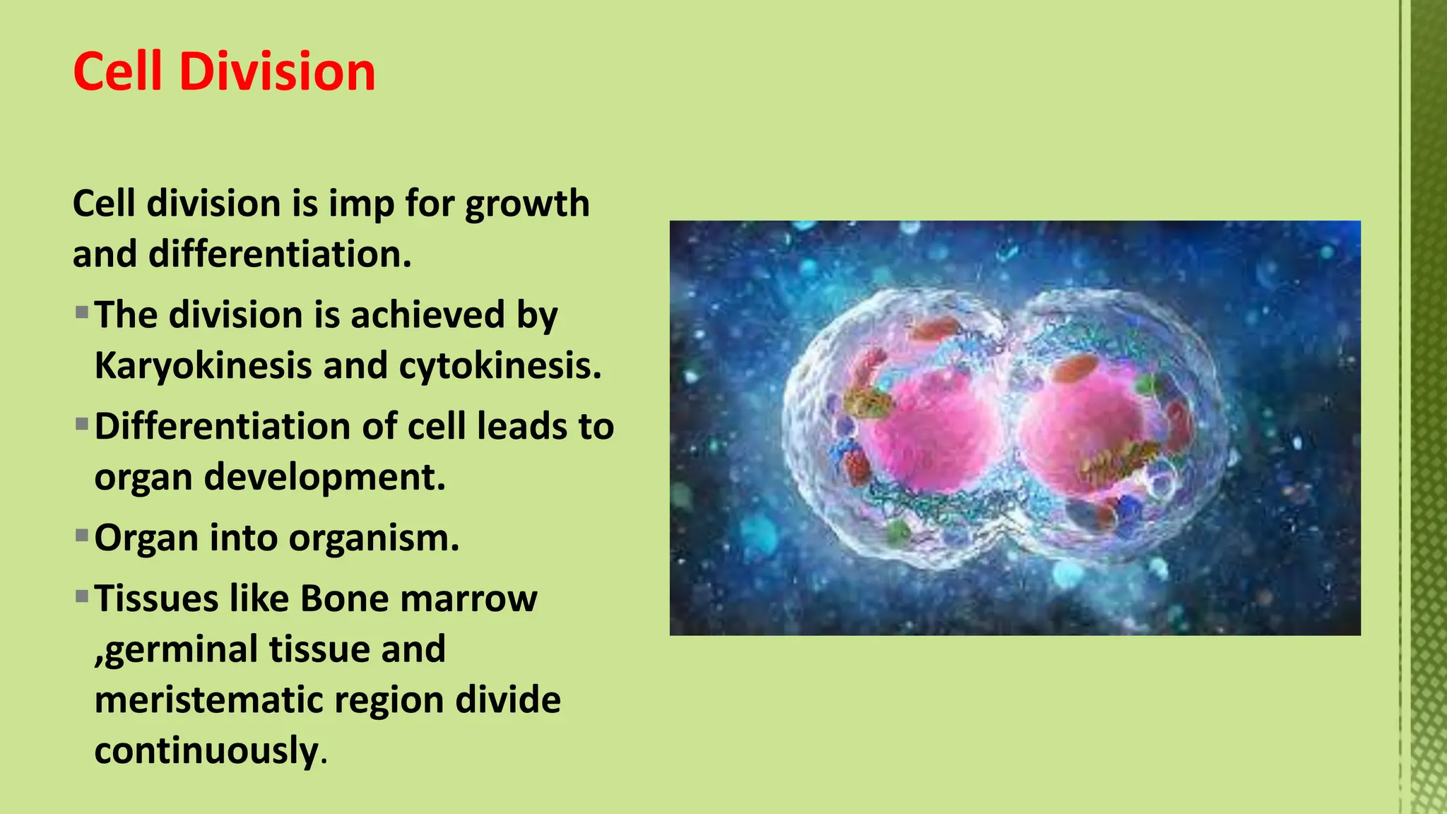Phases of Cell Cycle-XI Biology -Tarini.pptx