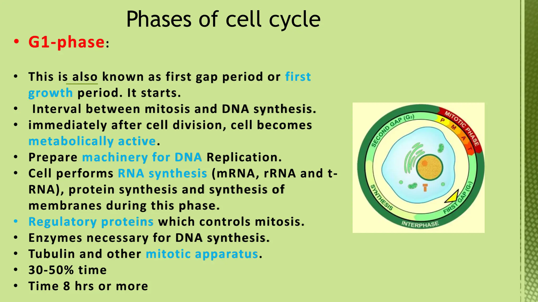 Phases of Cell Cycle-XI Biology -Tarini.pptx