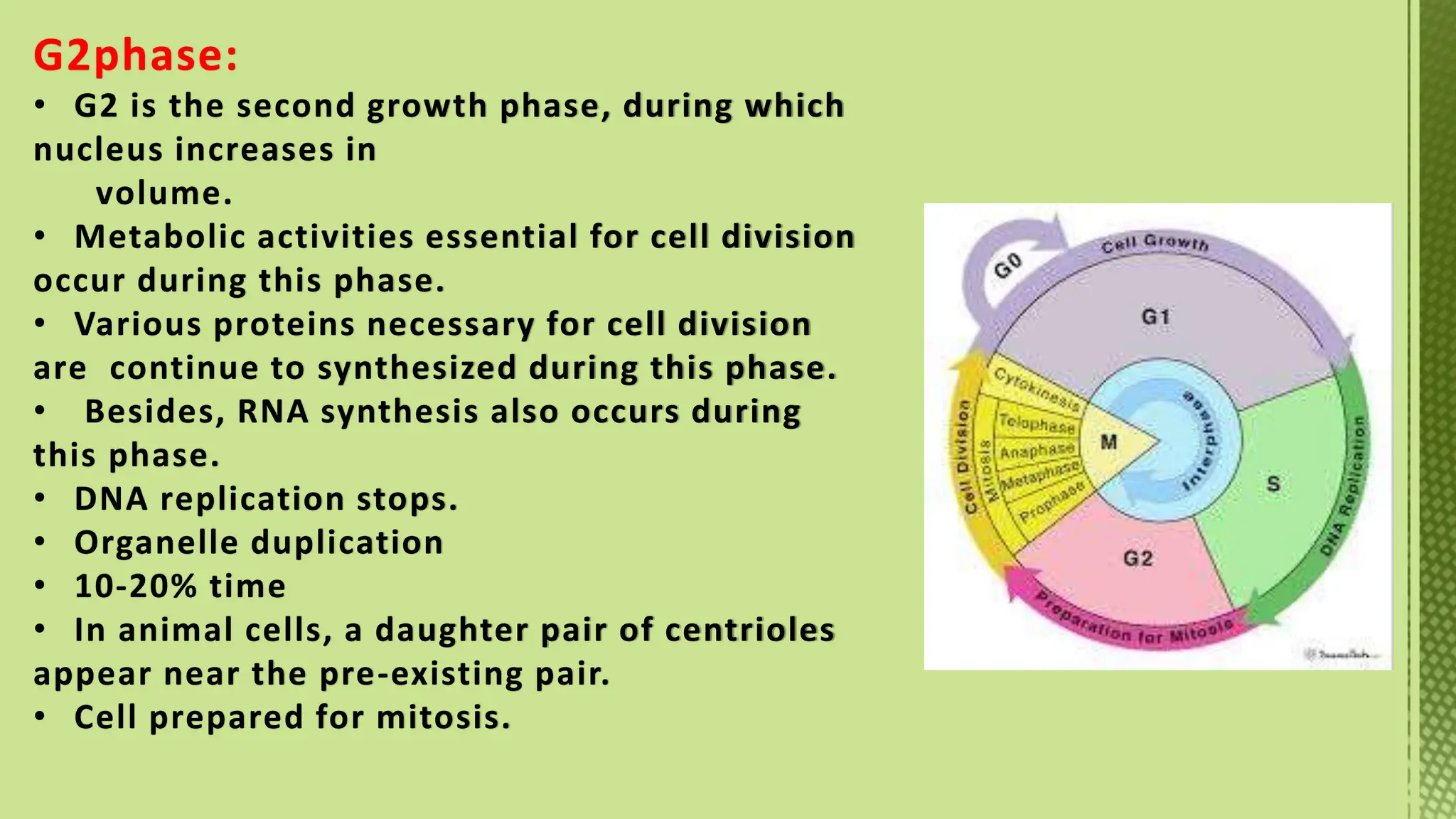 Phases of Cell Cycle-XI Biology -Tarini.pptx