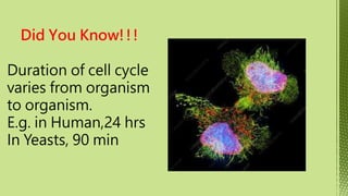 Phases of Cell Cycle-XI Biology -Tarini.pptx
