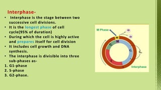 Phases of Cell Cycle-XI Biology -Tarini.pptx