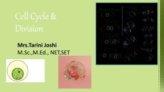 Cell Cycle &
Division
Mrs.Tarini Joshi
M.Sc.,M.Ed., NET,SET
 