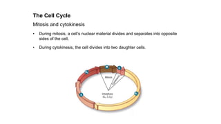 The Cell Cycle
Mitosis and cytokinesis
• During mitosis, a cell’s nuclear material divides and separates into opposite
sides of the cell.
• During cytokinesis, the cell divides into two daughter cells.
 