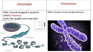 Chromosme
chromatin
DNA is found in much condensed form.
DNA is found wrapped in proteins
called ( histones)
Looks like spaghti and meat balls
 