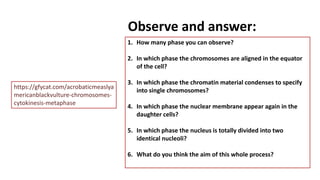 Observe and answer:
1. How many phase you can observe?
2. In which phase the chromosomes are aligned in the equator
of the cell?
3. In which phase the chromatin material condenses to specify
into single chromosomes?
4. In which phase the nuclear membrane appear again in the
daughter cells?
5. In which phase the nucleus is totally divided into two
identical nucleoli?
6. What do you think the aim of this whole process?
https://gfycat.com/acrobaticmeaslya
mericanblackvulture-chromosomes-
cytokinesis-metaphase
 