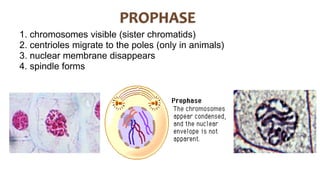 1. chromosomes visible (sister chromatids)
2. centrioles migrate to the poles (only in animals)
3. nuclear membrane disappears
4. spindle forms
 