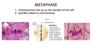 1. chromosomes line up on the equator of the cell
2. spindles attach to centromeres
Equator
 