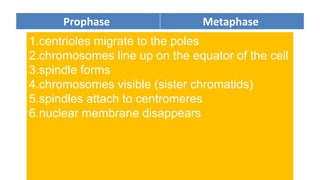 Metaphase
Prophase
1.centrioles migrate to the poles
2.chromosomes line up on the equator of the cell
3.spindle forms
4.chromosomes visible (sister chromatids)
5.spindles attach to centromeres
6.nuclear membrane disappears
 