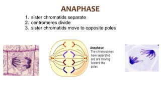 1. sister chromatids separate
2. centromeres divide
3. sister chromatids move to opposite poles
 