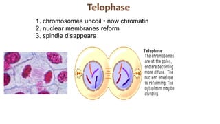 1. chromosomes uncoil • now chromatin
2. nuclear membranes reform
3. spindle disappears
 