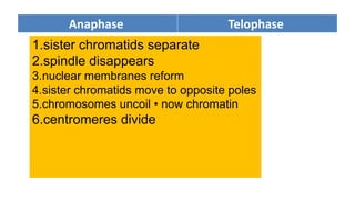 Telophase
Anaphase
1.sister chromatids separate
2.spindle disappears
3.nuclear membranes reform
4.sister chromatids move to opposite poles
5.chromosomes uncoil • now chromatin
6.centromeres divide
 