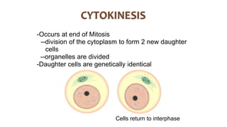-Occurs at end of Mitosis
--division of the cytoplasm to form 2 new daughter
cells
--organelles are divided
-Daughter cells are genetically identical
Cells return to interphase
 