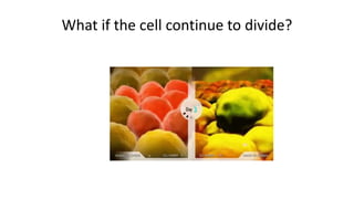 What if the cell continue to divide?
 