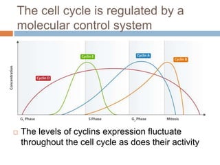 Cell cycle and its regulation . topic from essential of genetics.pptx