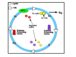 Cell cycle and its regulation . topic from essential of genetics.pptx