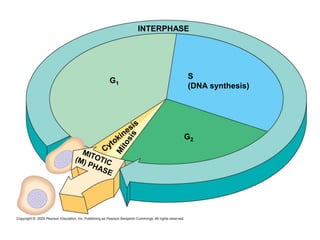 Cell cycle and its regulation . topic from essential of genetics.pptx