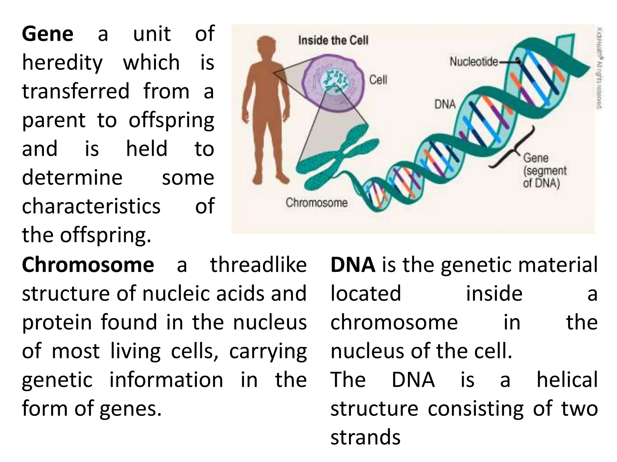 CELL CYCLE Division Science 8 quarter IV.pptx