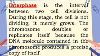 Interphase is the interval
between two cell divisions.
During this stage, the cell is not
dividing; it merely grows. The
chromosome doubles or
replicates itself because the
DNA molecule contained in the
chromosome produces a precise
copy of itself.