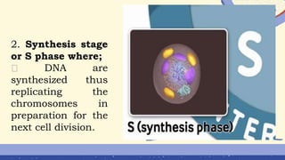 2. Synthesis stage
or S phase where;
DNA are
synthesized thus
replicating the
chromosomes in
preparation for the
next cell division.