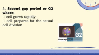 3. Second gap period or G2
where;
cell grows rapidly
cell prepares for the actual
cell division