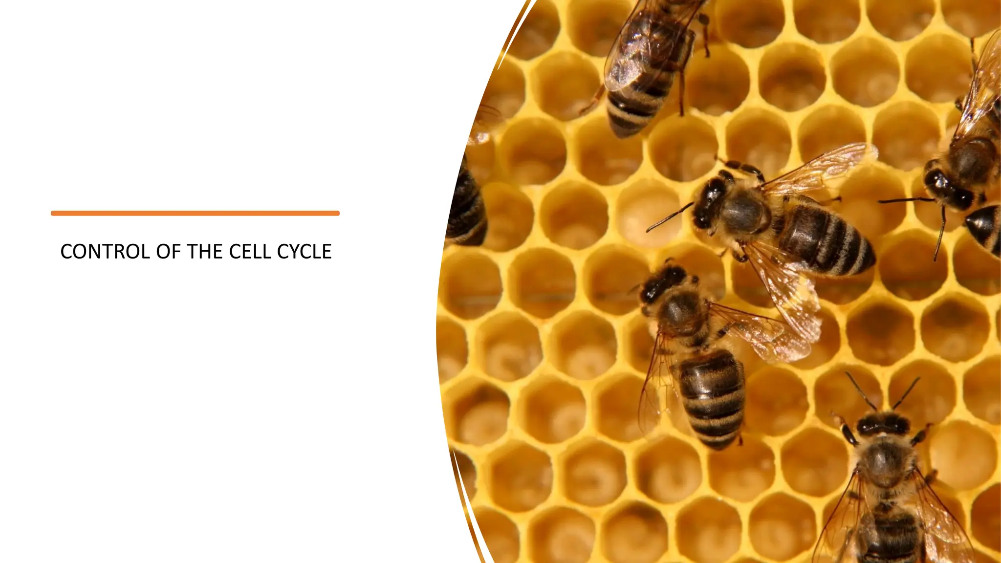 CONTROL OF THE CELL CYCLE
 