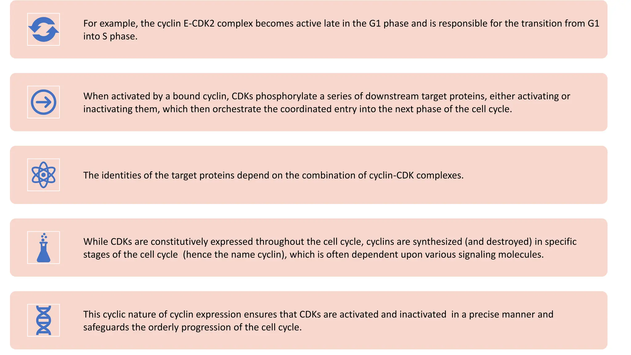 For example, the cyclin E-CDK2 complex becomes active late in the G1 phase and is responsible for the transition from G1
into S phase.
When activated by a bound cyclin, CDKs phosphorylate a series of downstream target proteins, either activating or
inactivating them, which then orchestrate the coordinated entry into the next phase of the cell cycle.
The identities of the target proteins depend on the combination of cyclin-CDK complexes.
While CDKs are constitutively expressed throughout the cell cycle, cyclins are synthesized (and destroyed) in specific
stages of the cell cycle (hence the name cyclin), which is often dependent upon various signaling molecules.
This cyclic nature of cyclin expression ensures that CDKs are activated and inactivated in a precise manner and
safeguards the orderly progression of the cell cycle.
 
