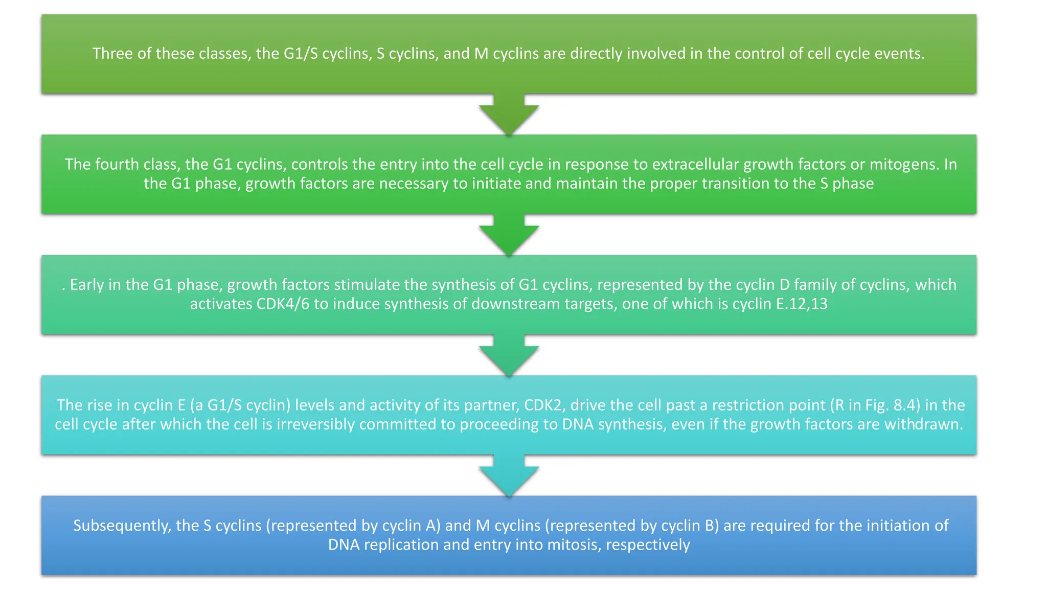 Subsequently, the S cyclins (represented by cyclin A) and M cyclins (represented by cyclin B) are required for the initiation of
DNA replication and entry into mitosis, respectively
The rise in cyclin E (a G1/S cyclin) levels and activity of its partner, CDK2, drive the cell past a restriction point (R in Fig. 8.4) in the
cell cycle after which the cell is irreversibly committed to proceeding to DNA synthesis, even if the growth factors are withdrawn.
. Early in the G1 phase, growth factors stimulate the synthesis of G1 cyclins, represented by the cyclin D family of cyclins, which
activates CDK4/6 to induce synthesis of downstream targets, one of which is cyclin E.12,13
The fourth class, the G1 cyclins, controls the entry into the cell cycle in response to extracellular growth factors or mitogens. In
the G1 phase, growth factors are necessary to initiate and maintain the proper transition to the S phase
Three of these classes, the G1/S cyclins, S cyclins, and M cyclins are directly involved in the control of cell cycle events.
 