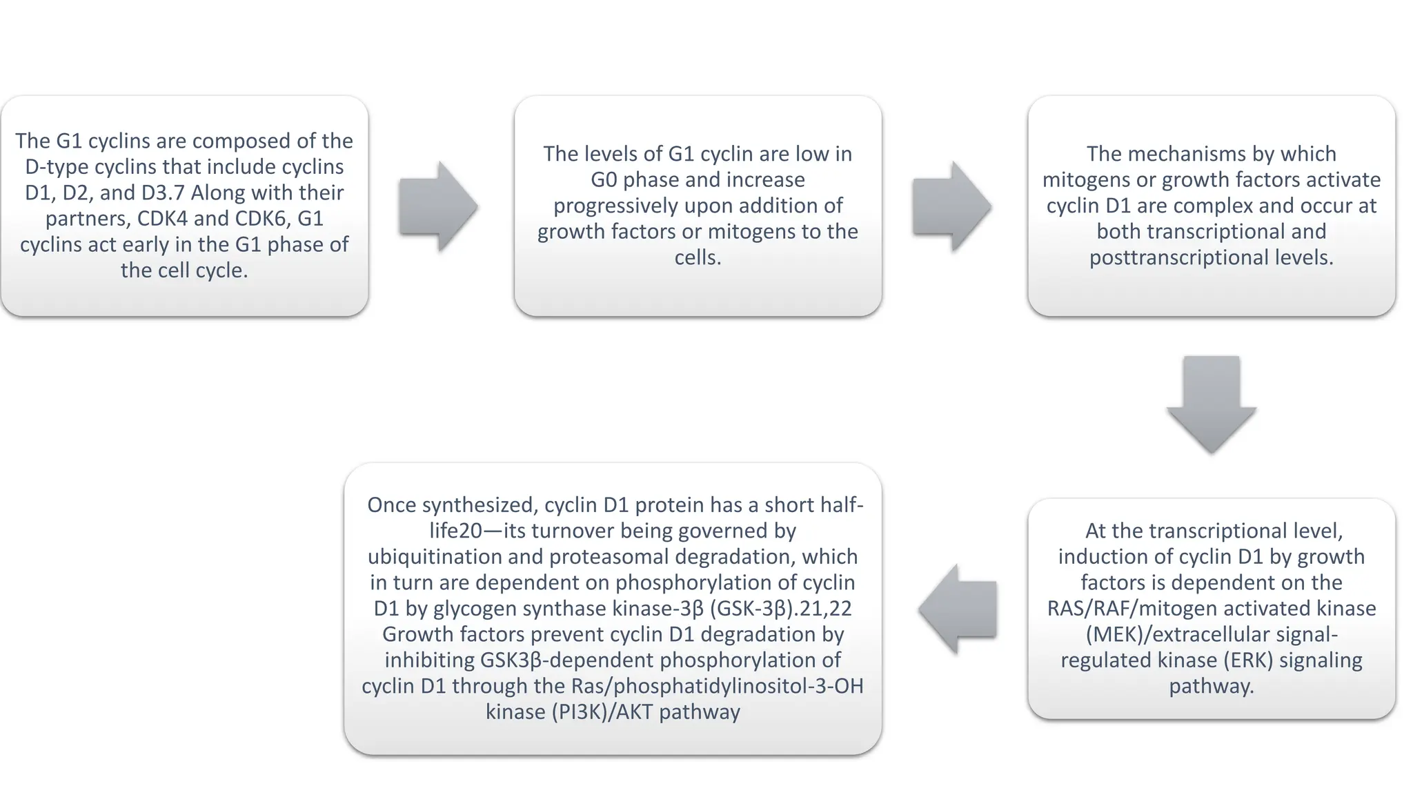 The G1 cyclins are composed of the
D-type cyclins that include cyclins
D1, D2, and D3.7 Along with their
partners, CDK4 and CDK6, G1
cyclins act early in the G1 phase of
the cell cycle.
The levels of G1 cyclin are low in
G0 phase and increase
progressively upon addition of
growth factors or mitogens to the
cells.
The mechanisms by which
mitogens or growth factors activate
cyclin D1 are complex and occur at
both transcriptional and
posttranscriptional levels.
At the transcriptional level,
induction of cyclin D1 by growth
factors is dependent on the
RAS/RAF/mitogen activated kinase
(MEK)/extracellular signal-
regulated kinase (ERK) signaling
pathway.
Once synthesized, cyclin D1 protein has a short half-
life20—its turnover being governed by
ubiquitination and proteasomal degradation, which
in turn are dependent on phosphorylation of cyclin
D1 by glycogen synthase kinase-3β (GSK-3β).21,22
Growth factors prevent cyclin D1 degradation by
inhibiting GSK3β-dependent phosphorylation of
cyclin D1 through the Ras/phosphatidylinositol-3-OH
kinase (PI3K)/AKT pathway
 