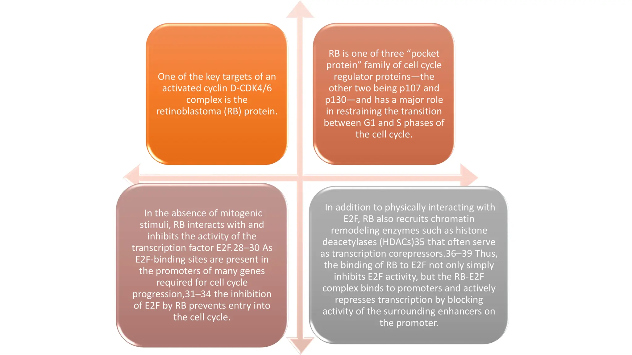 One of the key targets of an
activated cyclin D-CDK4/6
complex is the
retinoblastoma (RB) protein.
RB is one of three “pocket
protein” family of cell cycle
regulator proteins—the
other two being p107 and
p130—and has a major role
in restraining the transition
between G1 and S phases of
the cell cycle.
In the absence of mitogenic
stimuli, RB interacts with and
inhibits the activity of the
transcription factor E2F.28–30 As
E2F-binding sites are present in
the promoters of many genes
required for cell cycle
progression,31–34 the inhibition
of E2F by RB prevents entry into
the cell cycle.
In addition to physically interacting with
E2F, RB also recruits chromatin
remodeling enzymes such as histone
deacetylases (HDACs)35 that often serve
as transcription corepressors.36–39 Thus,
the binding of RB to E2F not only simply
inhibits E2F activity, but the RB-E2F
complex binds to promoters and actively
represses transcription by blocking
activity of the surrounding enhancers on
the promoter.
 
