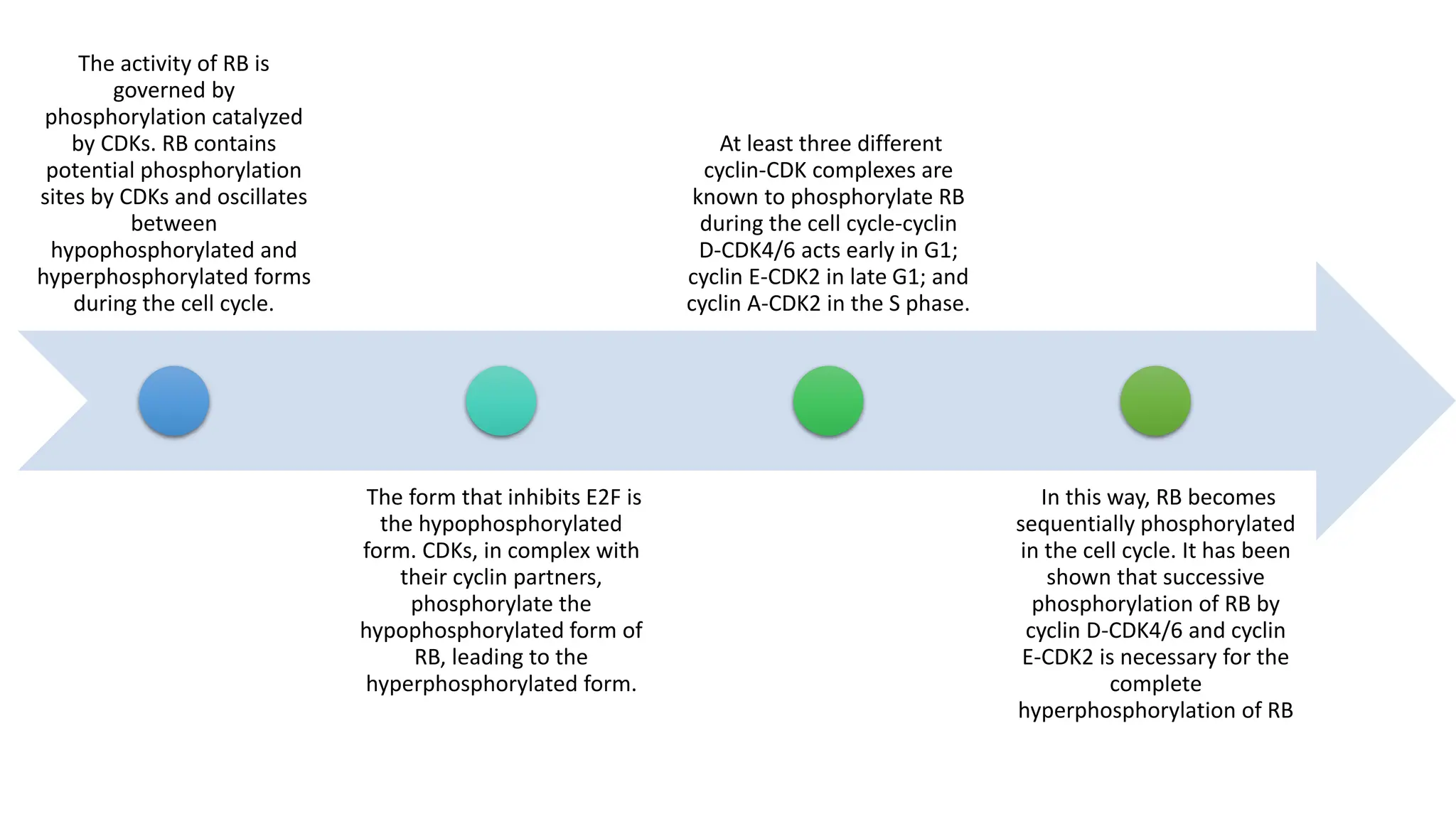 The activity of RB is
governed by
phosphorylation catalyzed
by CDKs. RB contains
potential phosphorylation
sites by CDKs and oscillates
between
hypophosphorylated and
hyperphosphorylated forms
during the cell cycle.
The form that inhibits E2F is
the hypophosphorylated
form. CDKs, in complex with
their cyclin partners,
phosphorylate the
hypophosphorylated form of
RB, leading to the
hyperphosphorylated form.
At least three different
cyclin-CDK complexes are
known to phosphorylate RB
during the cell cycle-cyclin
D-CDK4/6 acts early in G1;
cyclin E-CDK2 in late G1; and
cyclin A-CDK2 in the S phase.
In this way, RB becomes
sequentially phosphorylated
in the cell cycle. It has been
shown that successive
phosphorylation of RB by
cyclin D-CDK4/6 and cyclin
E-CDK2 is necessary for the
complete
hyperphosphorylation of RB
 