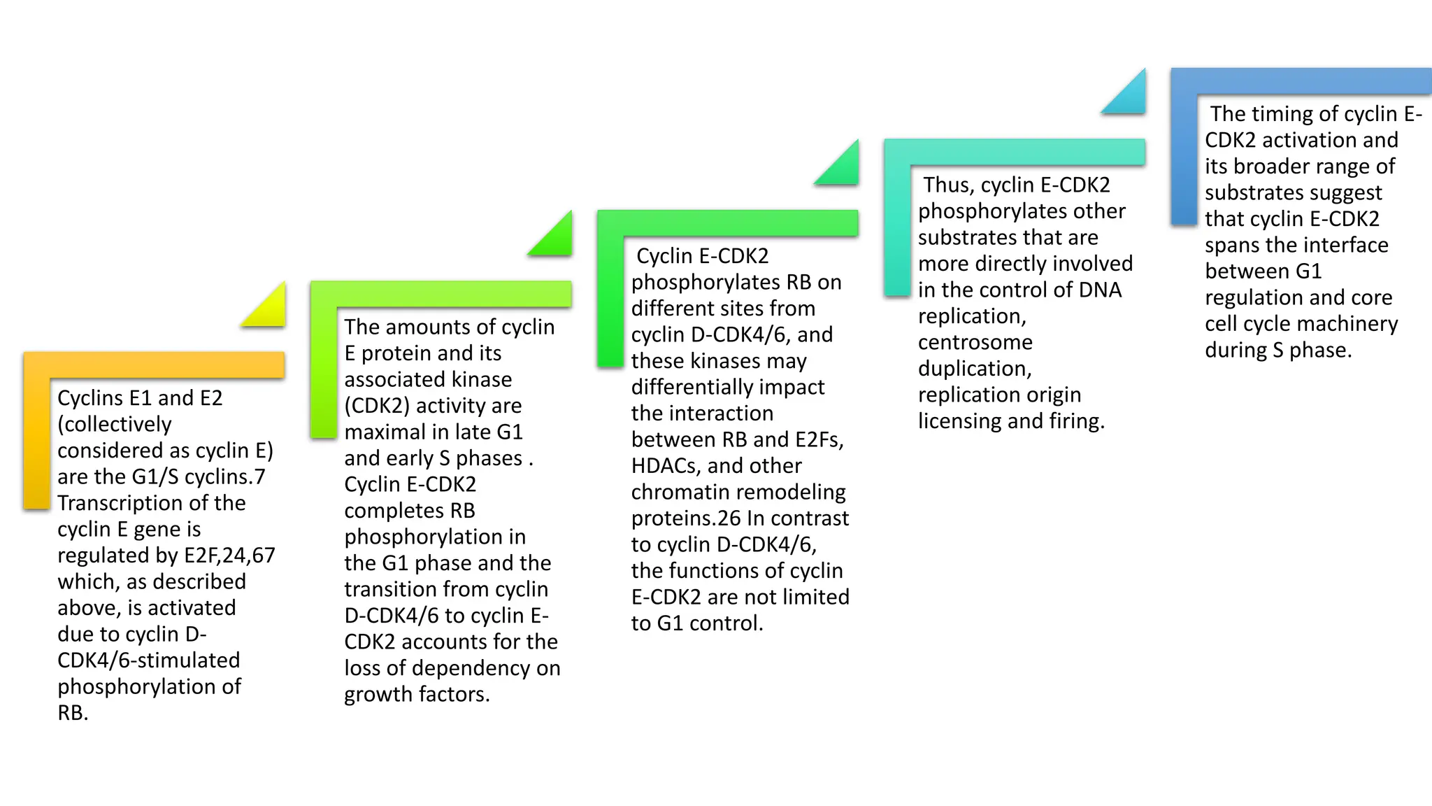 Cyclins E1 and E2
(collectively
considered as cyclin E)
are the G1/S cyclins.7
Transcription of the
cyclin E gene is
regulated by E2F,24,67
which, as described
above, is activated
due to cyclin D-
CDK4/6-stimulated
phosphorylation of
RB.
The amounts of cyclin
E protein and its
associated kinase
(CDK2) activity are
maximal in late G1
and early S phases .
Cyclin E-CDK2
completes RB
phosphorylation in
the G1 phase and the
transition from cyclin
D-CDK4/6 to cyclin E-
CDK2 accounts for the
loss of dependency on
growth factors.
Cyclin E-CDK2
phosphorylates RB on
different sites from
cyclin D-CDK4/6, and
these kinases may
differentially impact
the interaction
between RB and E2Fs,
HDACs, and other
chromatin remodeling
proteins.26 In contrast
to cyclin D-CDK4/6,
the functions of cyclin
E-CDK2 are not limited
to G1 control.
Thus, cyclin E-CDK2
phosphorylates other
substrates that are
more directly involved
in the control of DNA
replication,
centrosome
duplication,
replication origin
licensing and firing.
The timing of cyclin E-
CDK2 activation and
its broader range of
substrates suggest
that cyclin E-CDK2
spans the interface
between G1
regulation and core
cell cycle machinery
during S phase.
 
