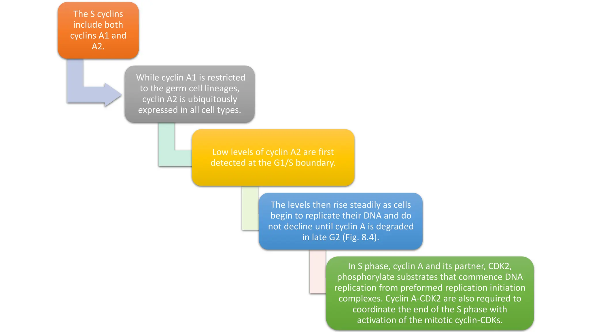 The S cyclins
include both
cyclins A1 and
A2.
While cyclin A1 is restricted
to the germ cell lineages,
cyclin A2 is ubiquitously
expressed in all cell types.
Low levels of cyclin A2 are first
detected at the G1/S boundary.
The levels then rise steadily as cells
begin to replicate their DNA and do
not decline until cyclin A is degraded
in late G2 (Fig. 8.4).
In S phase, cyclin A and its partner, CDK2,
phosphorylate substrates that commence DNA
replication from preformed replication initiation
complexes. Cyclin A-CDK2 are also required to
coordinate the end of the S phase with
activation of the mitotic cyclin-CDKs.
 