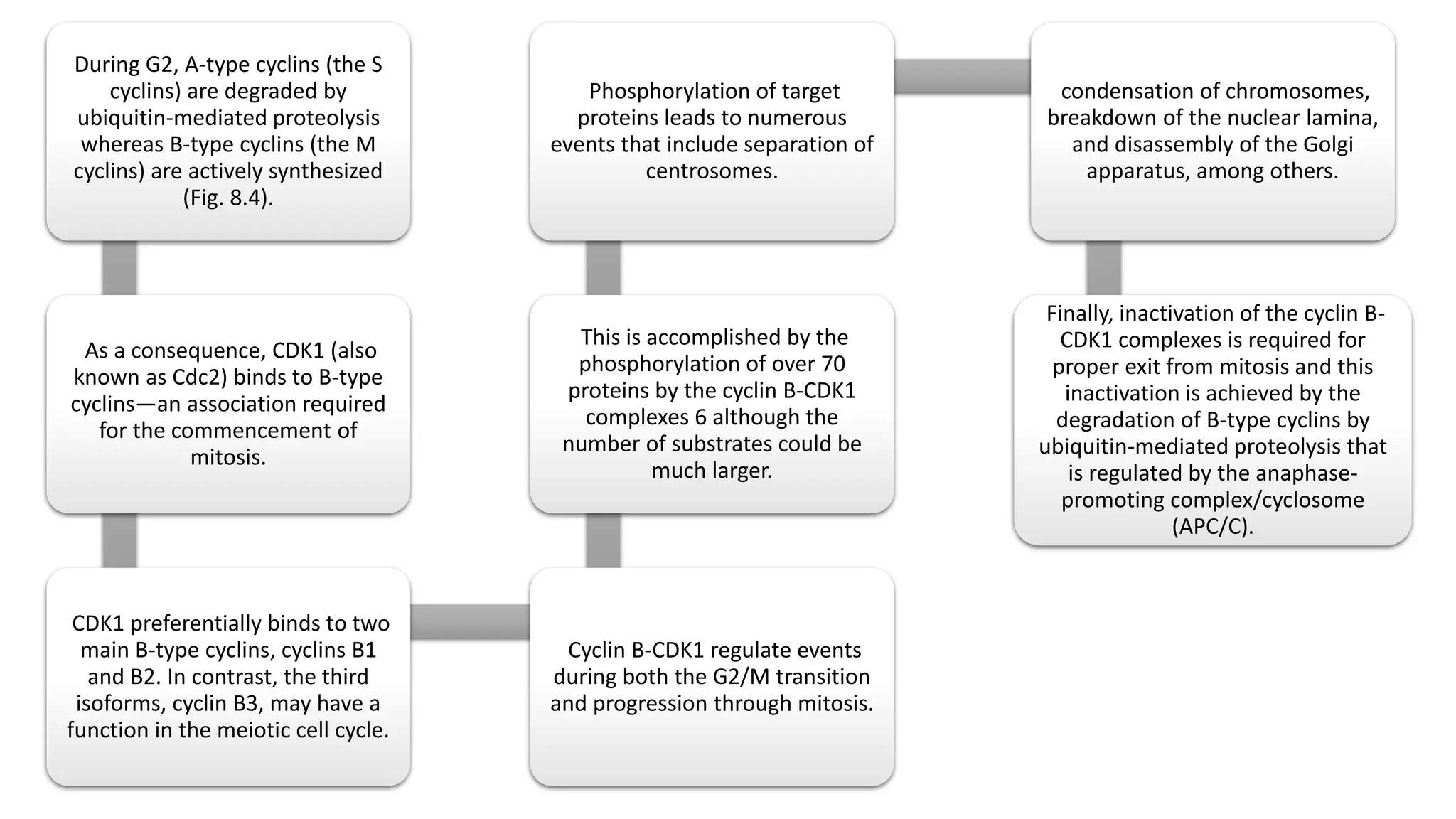 During G2, A-type cyclins (the S
cyclins) are degraded by
ubiquitin-mediated proteolysis
whereas B-type cyclins (the M
cyclins) are actively synthesized
(Fig. 8.4).
As a consequence, CDK1 (also
known as Cdc2) binds to B-type
cyclins—an association required
for the commencement of
mitosis.
CDK1 preferentially binds to two
main B-type cyclins, cyclins B1
and B2. In contrast, the third
isoforms, cyclin B3, may have a
function in the meiotic cell cycle.
Cyclin B-CDK1 regulate events
during both the G2/M transition
and progression through mitosis.
This is accomplished by the
phosphorylation of over 70
proteins by the cyclin B-CDK1
complexes 6 although the
number of substrates could be
much larger.
Phosphorylation of target
proteins leads to numerous
events that include separation of
centrosomes.
condensation of chromosomes,
breakdown of the nuclear lamina,
and disassembly of the Golgi
apparatus, among others.
Finally, inactivation of the cyclin B-
CDK1 complexes is required for
proper exit from mitosis and this
inactivation is achieved by the
degradation of B-type cyclins by
ubiquitin-mediated proteolysis that
is regulated by the anaphase-
promoting complex/cyclosome
(APC/C).
 