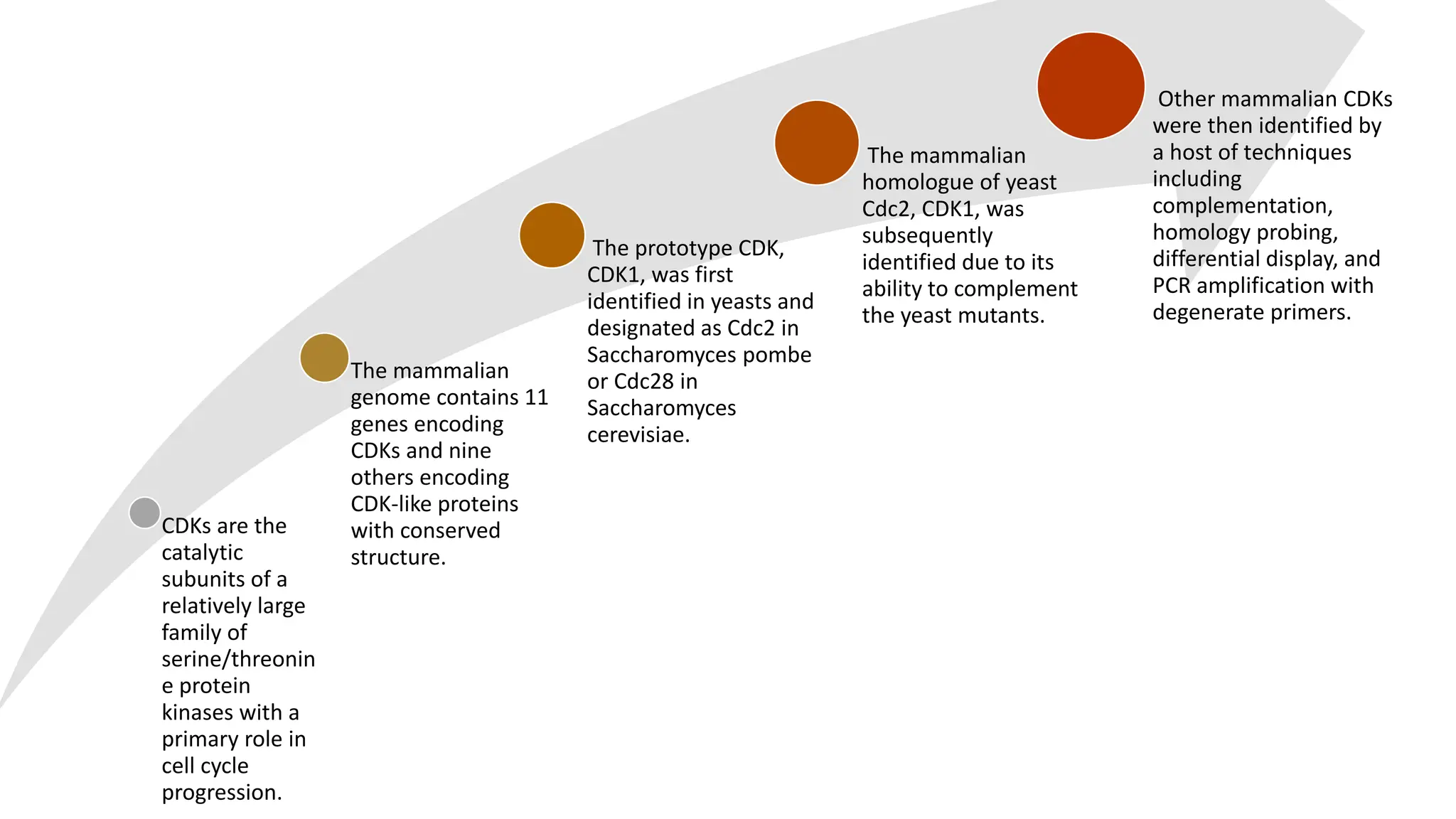 CDKs are the
catalytic
subunits of a
relatively large
family of
serine/threonin
e protein
kinases with a
primary role in
cell cycle
progression.
The mammalian
genome contains 11
genes encoding
CDKs and nine
others encoding
CDK-like proteins
with conserved
structure.
The prototype CDK,
CDK1, was first
identified in yeasts and
designated as Cdc2 in
Saccharomyces pombe
or Cdc28 in
Saccharomyces
cerevisiae.
The mammalian
homologue of yeast
Cdc2, CDK1, was
subsequently
identified due to its
ability to complement
the yeast mutants.
Other mammalian CDKs
were then identified by
a host of techniques
including
complementation,
homology probing,
differential display, and
PCR amplification with
degenerate primers.
 