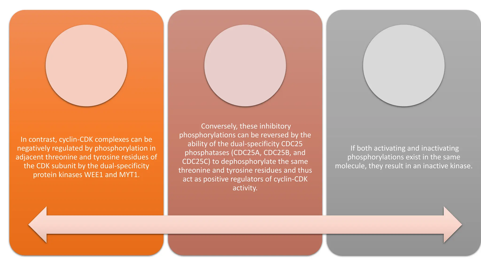 In contrast, cyclin-CDK complexes can be
negatively regulated by phosphorylation in
adjacent threonine and tyrosine residues of
the CDK subunit by the dual-specificity
protein kinases WEE1 and MYT1.
Conversely, these inhibitory
phosphorylations can be reversed by the
ability of the dual-specificity CDC25
phosphatases (CDC25A, CDC25B, and
CDC25C) to dephosphorylate the same
threonine and tyrosine residues and thus
act as positive regulators of cyclin-CDK
activity.
If both activating and inactivating
phosphorylations exist in the same
molecule, they result in an inactive kinase.
 